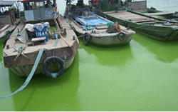 中国太湖のアオコ除去対策