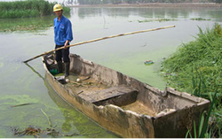 中国太湖のアオコ除去対策