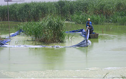 中国太湖のアオコ除去対策