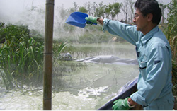 中国太湖のアオコ除去対策