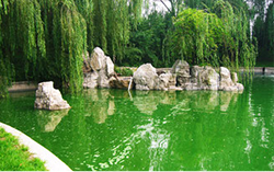 中国北京国際会議中心庭園池のアオコ除去