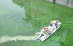 プレ国体カヌー競技場のアオコ除去