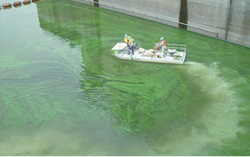 プレ国体カヌー競技場のアオコ除去