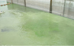 プレ国体カヌー競技場のアオコ除去