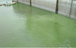 プレ国体カヌー競技場のアオコ除去