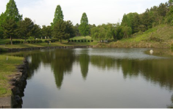 ゴルフ場人工池のアオコ対策