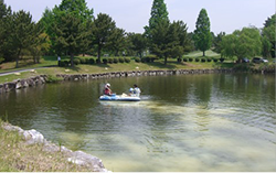 ゴルフ場人工池のアオコ対策