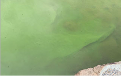 国宝松本城のアオコ対策