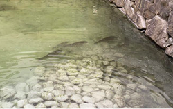 国宝松本城のアオコ対策