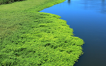 ザ・フィッシュガードイメージ