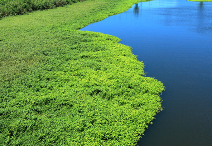 ザ・フィッシュガードイメージ